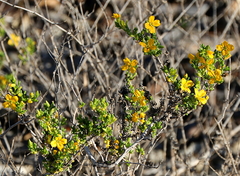 Roepera aurantiaca