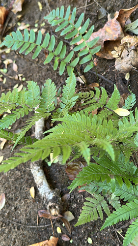 Dryopteris erythrosora observed 2026-10-23