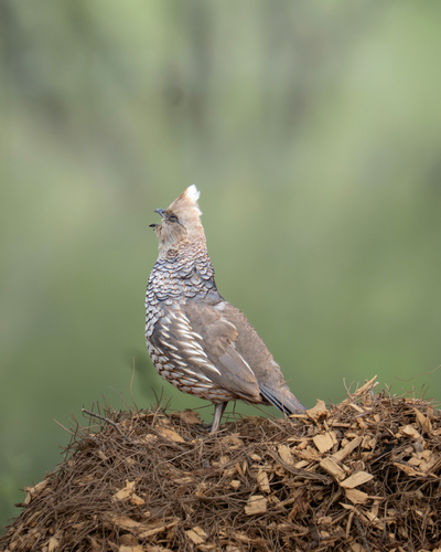 Scaled Quail