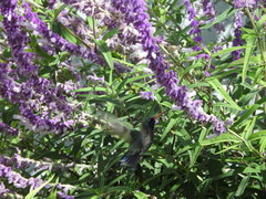 Cynanthus latirostris