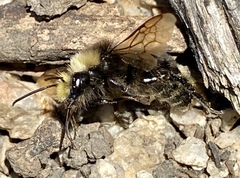 Bombus vosnesenskii