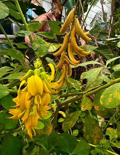 Crotalaria pallida observed 2026-10-23