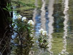 Rhododendron groenlandicum