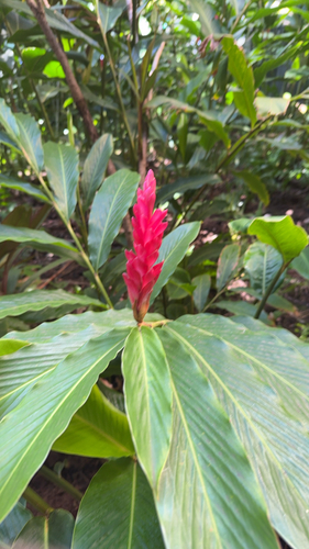 Alpinia, 2026-10-23