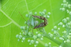 Plautia crossota