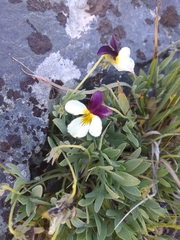 Viola hallii