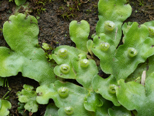 Marchantia paleacea observed 2026-10-09