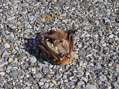 Lasiurus borealis observed 2026-10-23