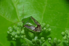 Plautia crossota