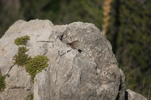 Rufous-crowned Sparrow
