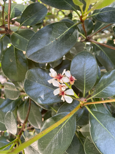 Rhaphiolepis umbellata observed 2026-10-23