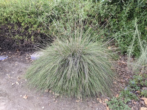 iNaturalist observation photo of deergrass
