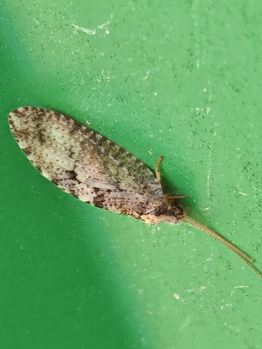 Hemerobius humulinus observed 2026-10-21