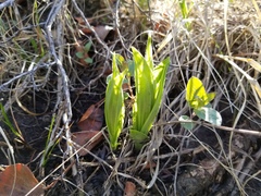Cypripedium parviflorum