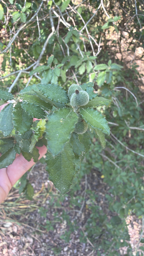 Bernardia myricifolia, 2026-10-23