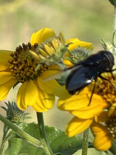 Mexican Cactus Fly