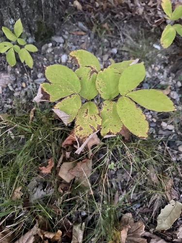 Aralia nudicaulis observed 2026-10-22