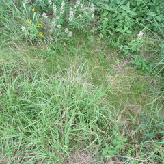 Bothriochloa bladhii