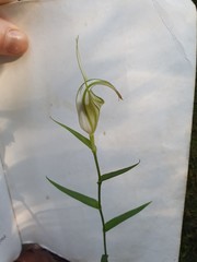 Pterostylis grandiflora