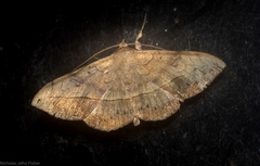 Anticarsia irrorata