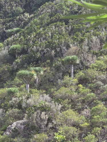 Dracaena draco observed 2026-10-23