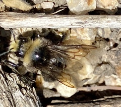 Bombus vosnesenskii