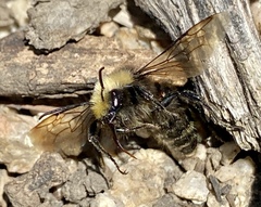 Bombus vosnesenskii