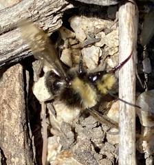 Bombus vosnesenskii
