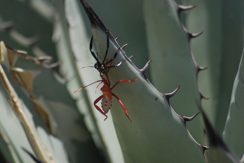 Giant Agave Bug