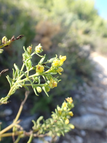 Odontites viscosus observed 2026-10-23