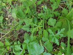 Sanicula hoffmannii