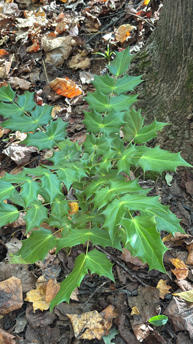Mahonia japonica, 2026-10-22