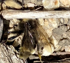 Bombus vosnesenskii
