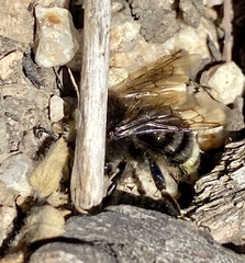 Bombus vosnesenskii