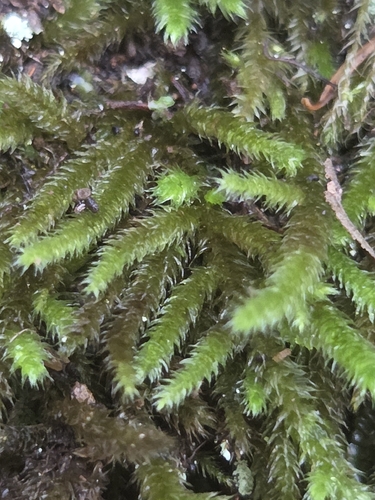 Nogopterium gracile observed 2026-10-23