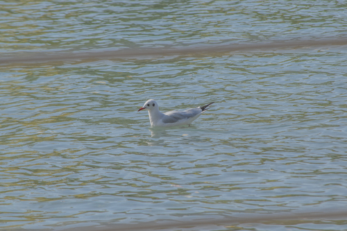 iNaturalist image