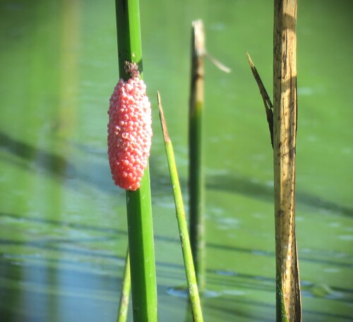 Pomacea canaliculata observed 2026-10-23