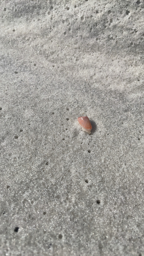 Donax variabilis, 2026-10-23