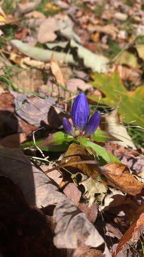 Gentiana clausa, 2026-10-19