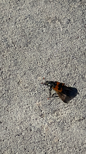 Margined Burying Beetle