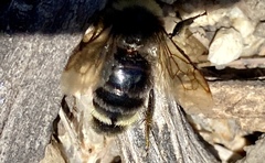 Bombus vosnesenskii