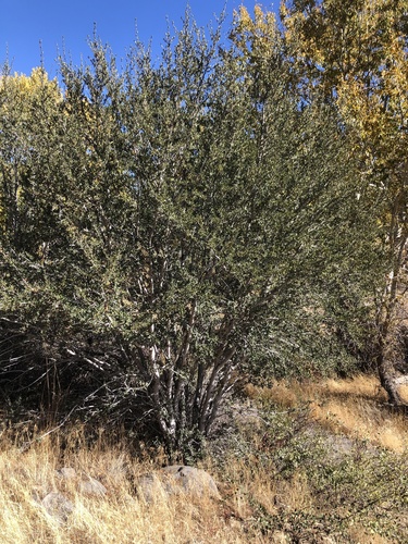 Cercocarpus ledifolius observed 2026-10-23