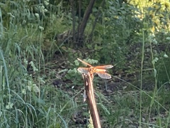 Sympetrum illotum
