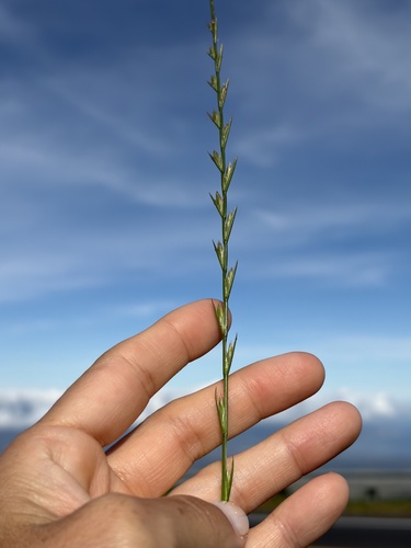 Lolium perenne observed 2026-10-23