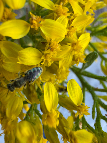 Tansy Mustard Sweat Bee