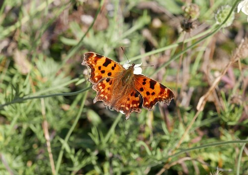 European Comma photograph by the iNaturalist community