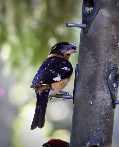Black-headed Grosbeak