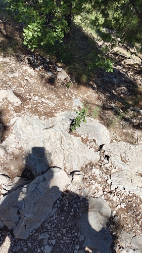 Southwestern Fence Lizard