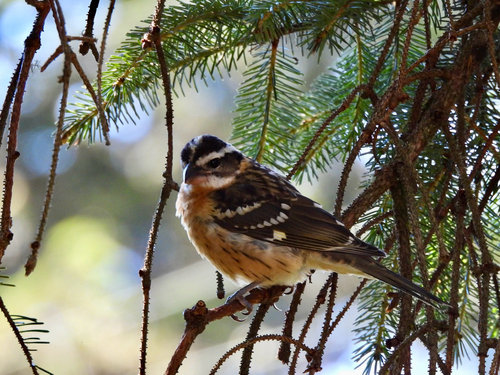 Black-headed Grosbeak