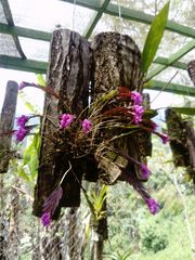 Isochilus bracteatus